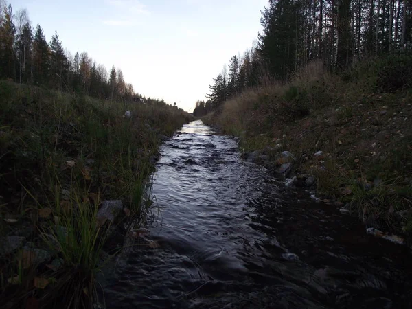Rusya ormanında bir dere.
