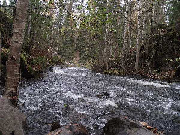 Kuzey Rusya 'da bir ormanda bir dere.