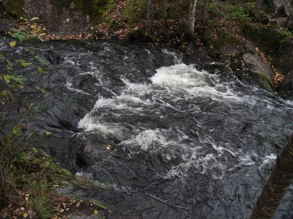 Kuzey Rusya 'da bir ormanda bir dere.