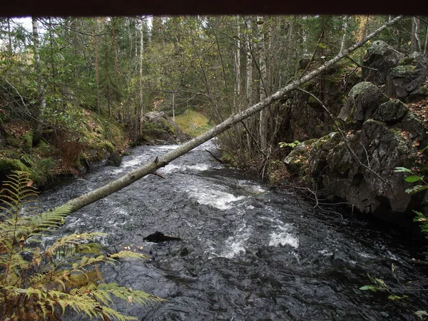 Kuzey Rusya 'da bir ormanda bir dere.