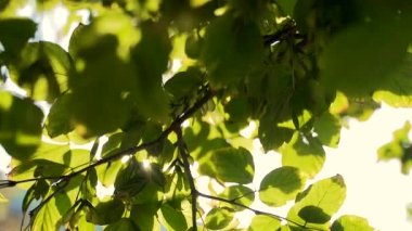  Kapatın. Güneş ağacın yapraklarının arasından parlıyor. Yazın yeşil yapraklı makro güneş ışınları parlak arkaplanlı soyut bir bokeh üzerinde. Arka planda gökyüzü. Güneş Lens Fişeği. Doğa