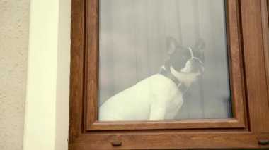 Komik meraklı köpek sahibinin pencereden dışarı bakmasını bekliyor. Üzgün ve endişeli küçük bir Fransız bulldog evin pencere eşiğindeki sahibine bakıyor. Hayvan evde oturuyor.