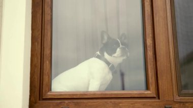 Komik meraklı köpek sahibinin pencereden dışarı bakmasını bekliyor. Üzgün ve endişeli küçük bir Fransız bulldog evin pencere eşiğindeki sahibine bakıyor. Hayvan evde oturuyor.