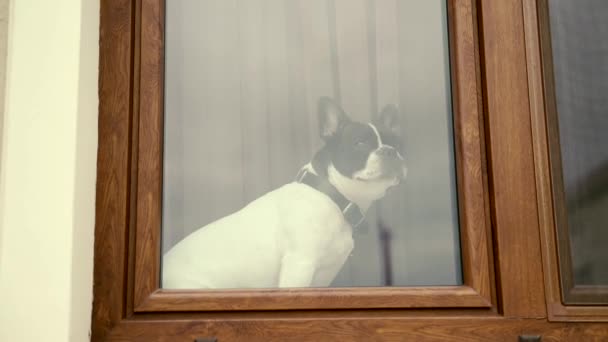 Lucu Karena Anjing Penasaran Menunggu Pemiliknya Melihat Luar Jendela Seekor — Stok Video