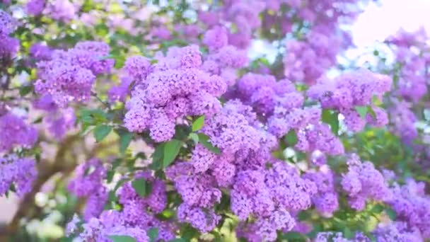 ライラックの木の開花 春か夏に枝に紫色の花を咲かせ晴れた日に 太陽は自然界の公園や裏庭の葉を通して輝きます 要旨背景 スローモーション — ストック動画