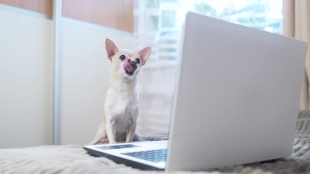 Divertido Perro Sentado Cama Divirtiéndose Mirando Portátil Chihuahua Mascota Encuentra — Vídeos de Stock