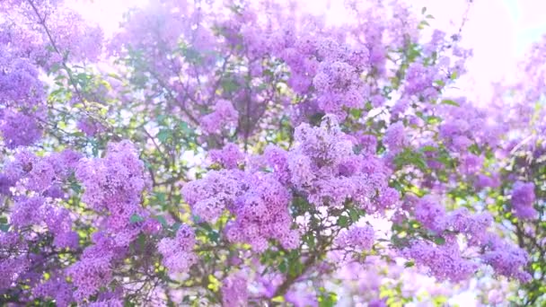 꽃피는 라일락 봄이나 여름의 가지에 자줏빛 자연계에서 공원이나 뒷마당에 발합니다 — 비디오