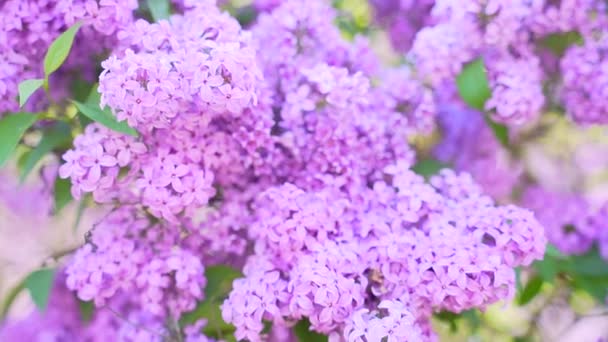 Árbol Lila Floreciente Floración Flores Púrpuras Las Ramas Primavera Verano — Vídeos de Stock