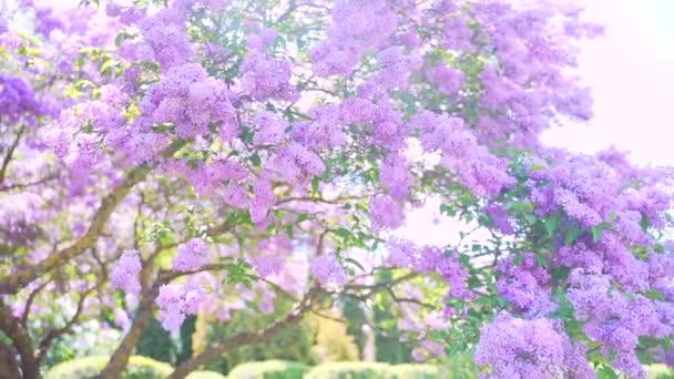 ライラックの木の開花 春か夏に枝に紫色の花を咲かせ晴れた日に 太陽は自然界の公園や裏庭の葉を通して輝きます 要旨背景 スローモーション — ストック動画