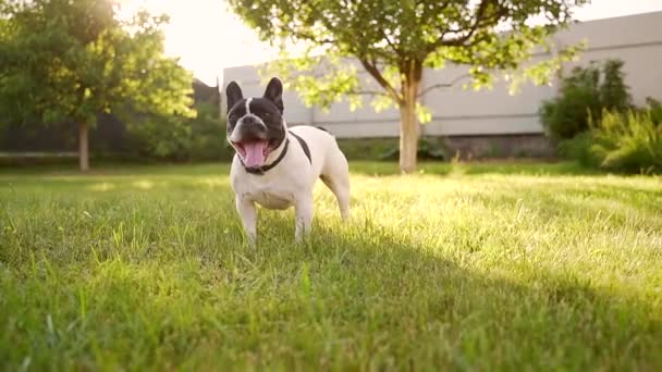 日落时分 年轻的法国斗牛犬在后院的草坪上跑来跑去 一只纯种的狗 一只宠物在草地上散步 在大自然中 夏天站在公园或花园的室外 — 图库视频影像