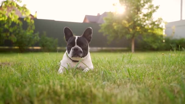 Junge Fröhliche Lustige Französische Bulldogge Die Bei Sonnenuntergang Auf Dem — Stockvideo