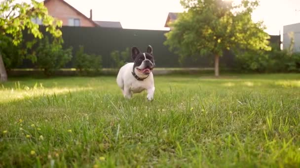 Portré fiatal boldog vicces francia bulldog fut át a gyepen a kertben naplementekor. Egy fajtiszta kutya, egy kisállat sétál a gyepen a természetben. áll egy parkban vagy kertben nyáron szabadban