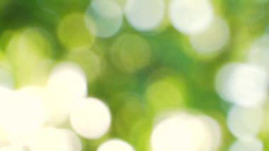 Soyut bulanık arka plan yaz konsepti. Güneş ağaçların arasından geçiyor. Parlak yeşil yaprak fişeklerinden oluşan soyut bir çukur. Taze bahar ağaçları ve doğada parıldayan yumuşak ışık.