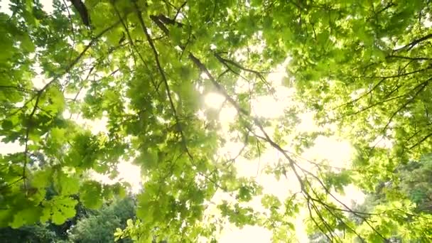 Sole Splende Attraverso Corona Foglie Dell Albero Estate Giorno Soleggiato — Video Stock