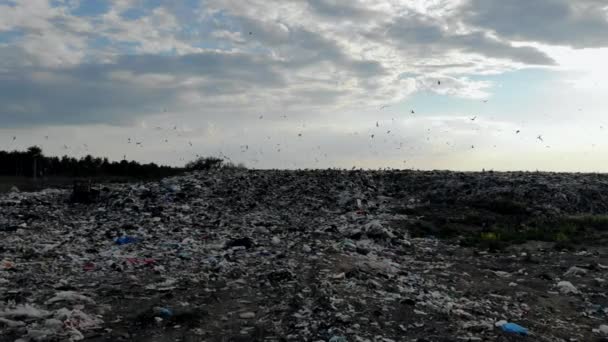 Stor Deponi Flygfoto Soptunna Med Fåglar Och Djur Miljöförstöring Dumpa — Stockvideo
