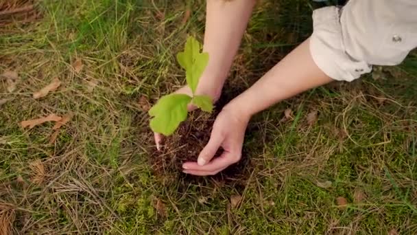 森の中の小さなオークの苗に植えられた手の少女や若い女性のクローズアップ 雌は若い苗木を植える 閉鎖だ 森の再植林 介護環境 トップ表示 — ストック動画