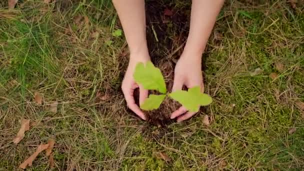 将女孩或年轻女子的手紧紧地放在地上 小橡木苗插在树林里 雌性种下一棵幼树 穿上衣服森林的再造林 照料环境 顶部视图 — 图库视频影像