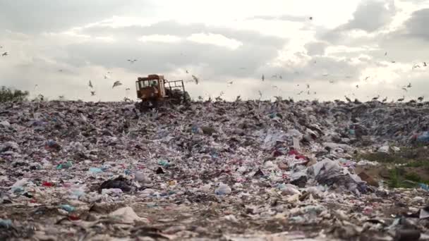 Despejo Lixo Bulldozer Chega Movendo Lixo Trabalho Equipamentos Especiais Faixa — Vídeo de Stock
