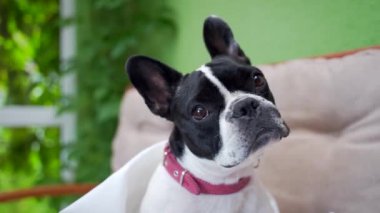 Kameraya bakarken eğlenen komik bir buldog portresi. Neşeli köpek yavrusu merakla bakar ve başını sallar. Meraklı sevimli hayvan evde oturur ve kameraya poz verir.