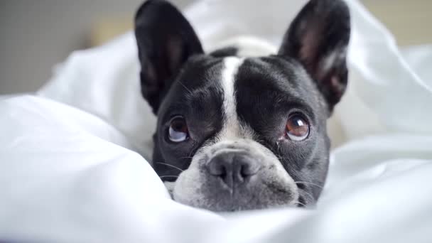 可爱的法国小斗牛犬躺在白色毛毯下的床上 忧郁地看着摄像机 把可爱的宠物一个人关在家里 可怜的生病疲倦的看护狗和动物的概念 — 图库视频影像