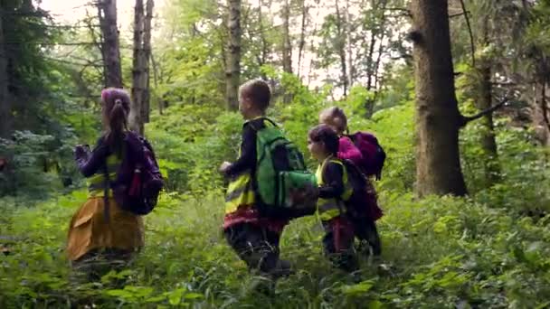 小さな子供たちは森の中をハイキングします 野生の幼稚園旅行の子供たちが一緒に森の山の中を歩いています 屋外で小さな就学前のトレッキング中 旅行休暇 サマーキャンプ — ストック動画