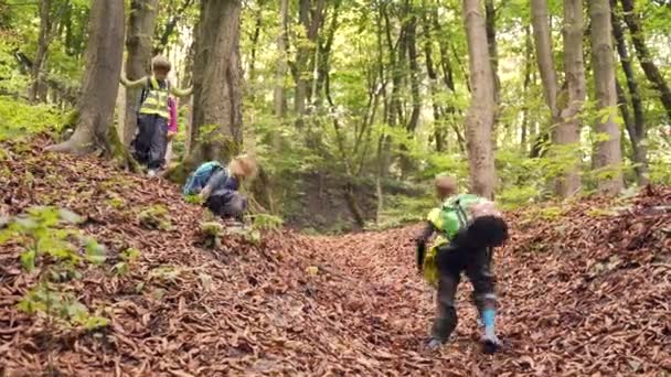 Група Маленьких Дітей Вирушає Похід Ліс Діти Дитячого Садка Подорожують — стокове відео