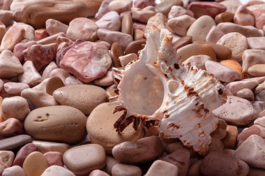 schelpen achtergrond - macro-opname van prachtige schelpen