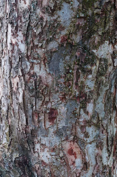 Eski Ağaç Yapısı Arkaplan Şablonu — Stok fotoğraf
