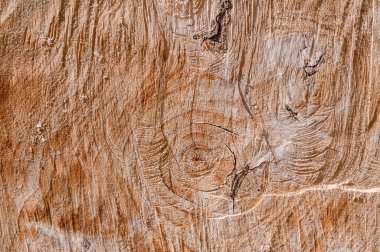 Kesik ağaç gövdesinin ahşap dokusu, yakın plan.