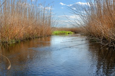 Nehir manzara ağaçlar su yansımaları ile