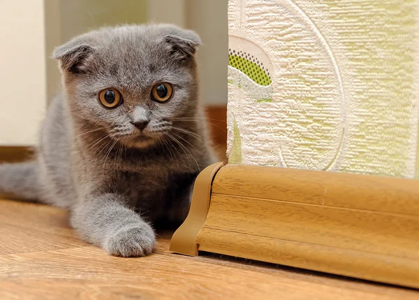 Kleine Schotse kitten miauwen — Stockfoto