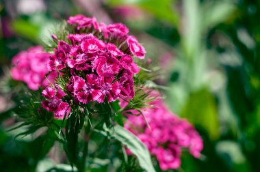 Flowerbed çiçeklenir