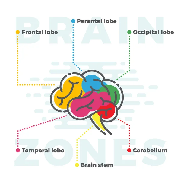 Schema delle zone cerebrali. Infografica colorata di diversi lobi in linea e in stile piatto . — Vettoriale Stock