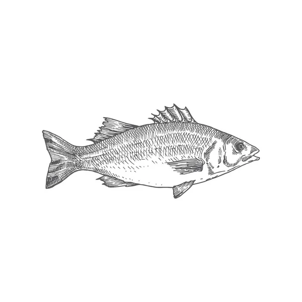 Sea Bass Hand gezeichnete Vektorillustration. Abstrakte Fischskizze. Engraving Style Zeichnung. — Stockvektor