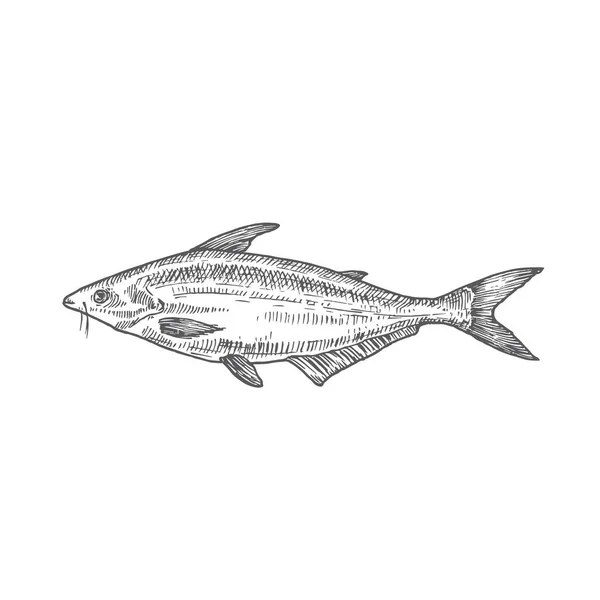 Pangasius oder Basa Hand gezeichnete Vektorillustration. Abstrakte Fischskizze. Engraving Style Zeichnung. — Stockvektor
