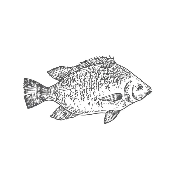 Ilustración de vectores dibujados a mano de tilapia. Esbozo abstracto de pescado. Dibujo estilo grabado. — Vector de stock