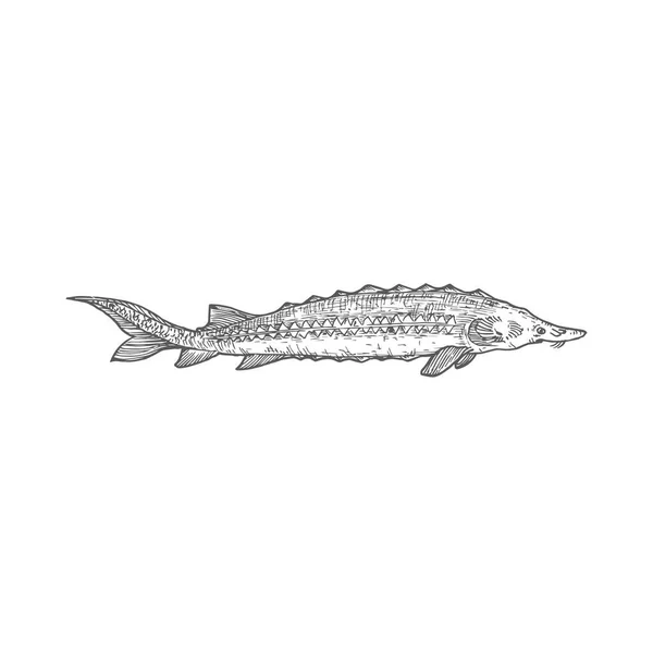 Ręcznie rysowana ilustracja wektora jesiotra. Abstrakcyjny rybi szkic Belugi. Rysunek stylu grawerowania. — Wektor stockowy