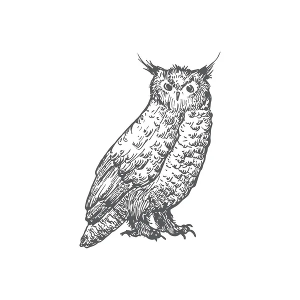 手描きハロウィン怖いフクロウベクトルイラスト。概要鳥のスケッチ。ホリデーエングレービングスタイルの図面. — ストックベクタ
