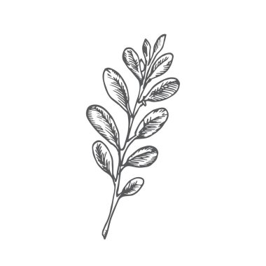 El yapımı Noel Ökse otu Dalı Vektör İllüzyonu. Soyut Rustik Sketch. Kış Tatili İşleme Biçimi Çizimi.