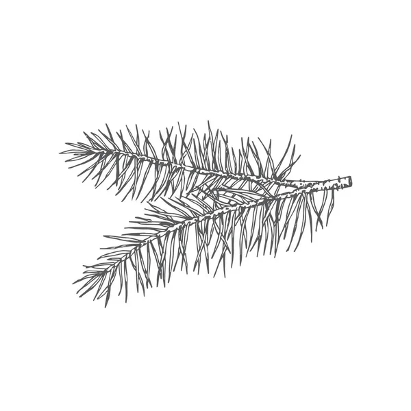 Met de hand getekend kerstdennenboom Twig Fir-Naalden Vector Illustratie. Abstracte rustieke tekening. Wintervakantie graveren stijl Tekenen. — Stockvector