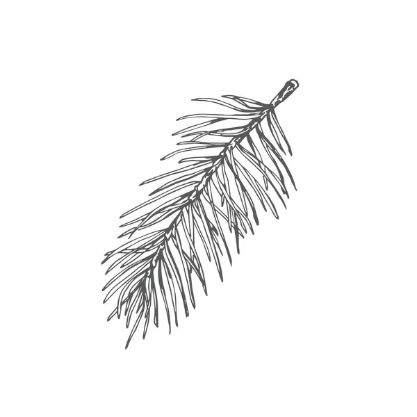 Ramo di pino natalizio disegnato a mano Fir-Needle Twig Vector Illustration. Abstract Rustic Sketch. Disegno stile incisione vacanza invernale. — Vettoriale Stock