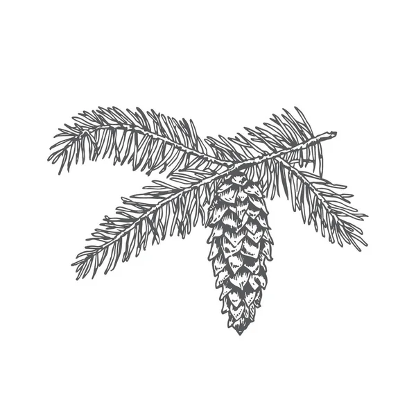 Met de hand getekend Kerst Fir Naalden Pine Twig met Strobile Vector Illustratie. Abstracte rustieke tekening. Wintervakantie graveren stijl Tekenen. — Stockvector