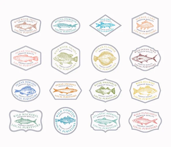 Fish Vintage Frame Badges or Logo Templates Collection. Ručně kreslené říční a oceánské ryby Skica emblémy svazek s Retro Typografie. — Stockový vektor