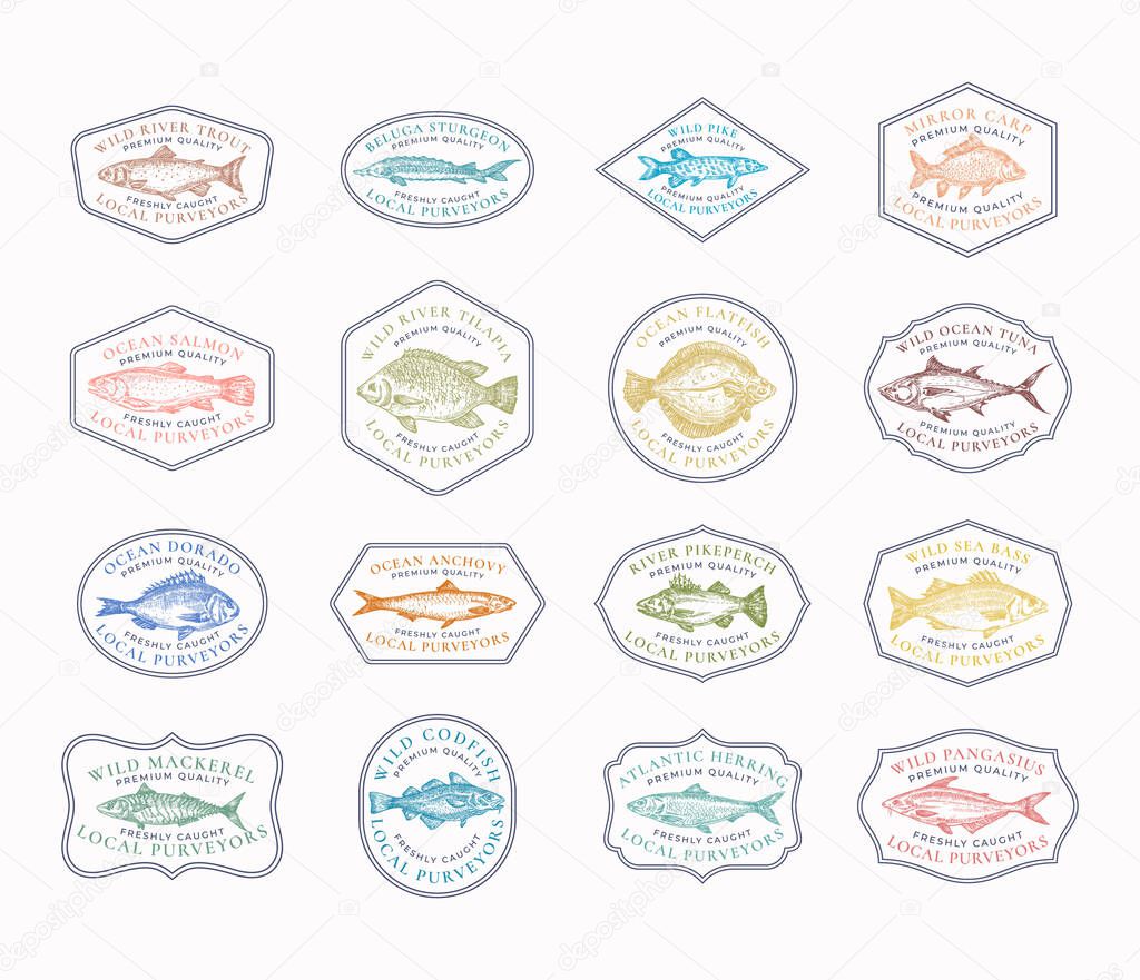 Fish Vintage Frame Badges or Logo Templates Collection. Hand Drawn River and Ocean Fishes Sketch Emblems Bundle with Retro Typography. Isolated.