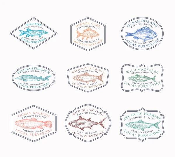 Emblemas de moldura vintage ou conjunto de modelos de logotipo. Atum, arenque, cavala, esturjão, etc. Ilustrações. Desenhado à Mão Rio e Oceano Peixe Esboço Emblems Pacote com Retro Tipografia. — Vetor de Stock