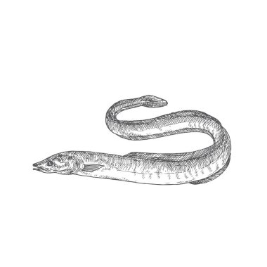 Yılanbalığı El Çizimi Doodle Vektör İllüstrasyonu. Soyut Nehir ya da Balık Gölü çizimi. İşleme Biçimi Çizimi.