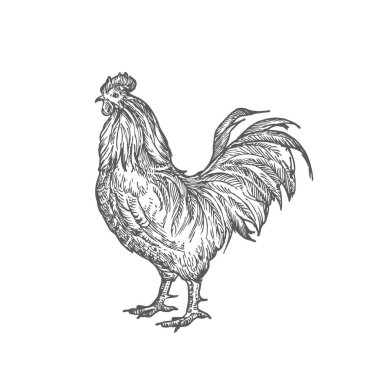 Rooster Hand Vektör İllüstrasyonu. Soyut Evcil Kümes Hayvanları Kuşu Çizimi. Doodle Biçimi Çizimi.