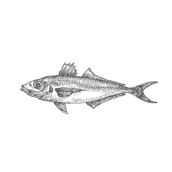 Horse Mackerel Hand Drawn Doodle Vector Illustration (dalam bahasa Inggris). Abstrak Seafood Fish Sketch. Menggambar Gaya Engraving. - Stok Vektor