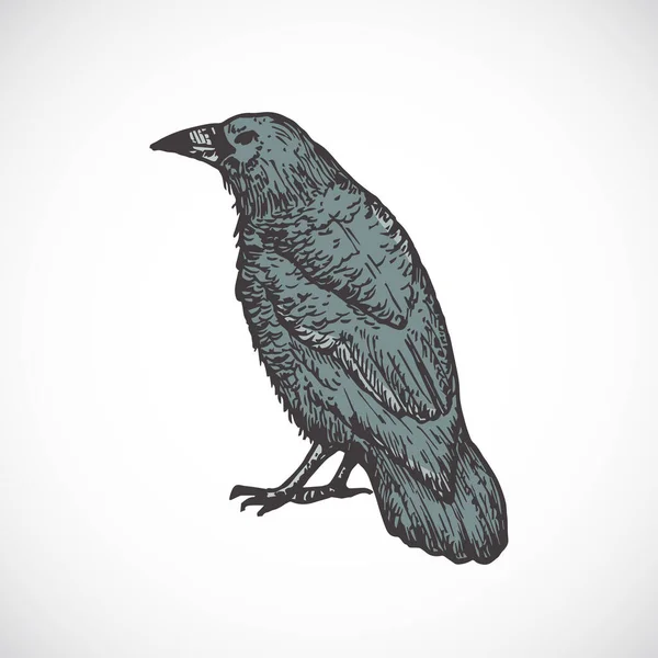 Mão desenhada colorido Halloween assustador Crow Vector Ilustração. Esboço de Corvo Abstrato. Gravura Estilo Desenho. —  Vetores de Stock
