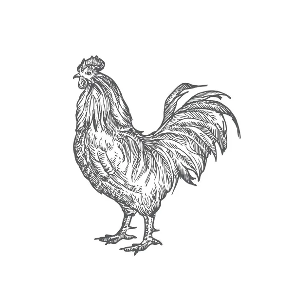 Illustration vectorielle dessinée à la main du coq. Résumé Croquis des oiseaux domestiques de volaille. Dessin de style caniche. — Image vectorielle